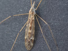 Tipula confusa
