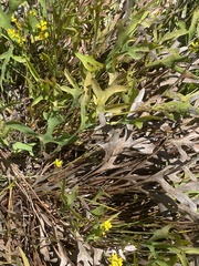 Synaphea gracillima