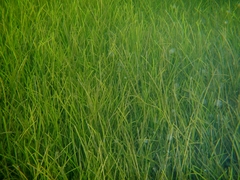 Cymodocea nodosa
