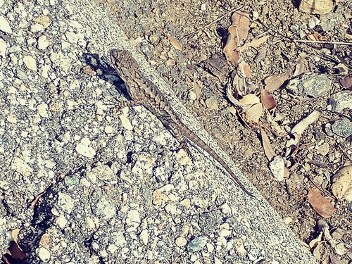 iNaturalist observation photo of Western Fence Lizard
