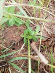 Pentanisia prunelloides