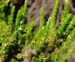 Cliffortia subsetacea