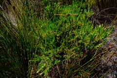 Cliffortia subsetacea