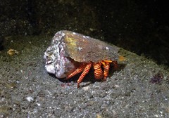 Ciliopagurus strigatus