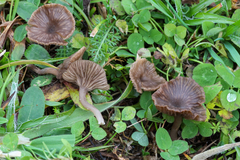 Arrhenia griseopallida