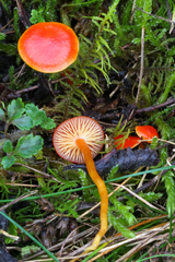 Hygrocybe insipida