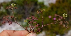 Dasispermum hispidum