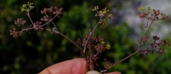 Dasispermum hispidum