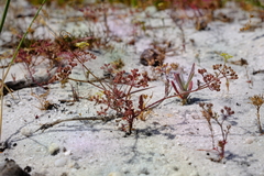 Dasispermum hispidum