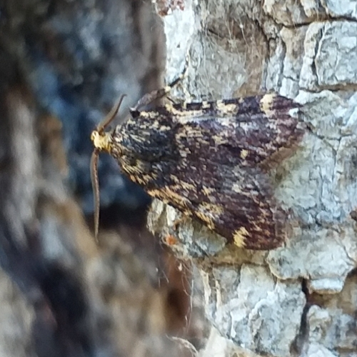 Aglossa signicostalis