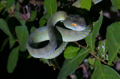 Trimeresurus macrops