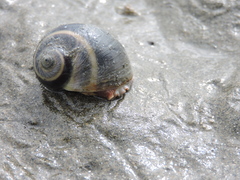 Natica unifasciata