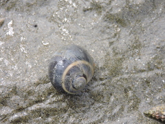 Natica unifasciata