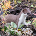 Eurasian Stoat - Photo (c) garint63, some rights reserved (CC BY-NC)