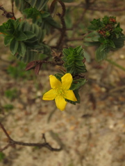 Hypericum mexicanum