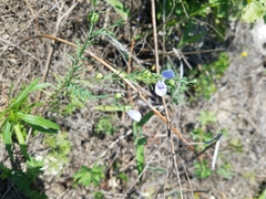 Linum pratense