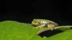 Rhacophorus pseudomalabaricus