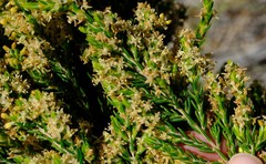 Passerina filiformis