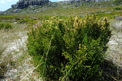 Passerina filiformis