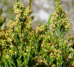 Passerina filiformis