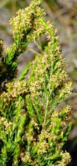 Passerina filiformis