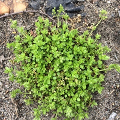 Stellaria apetala