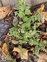 Galinsoga quadriradiata