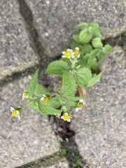 Galinsoga quadriradiata