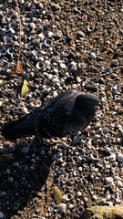 Columba livia domestica