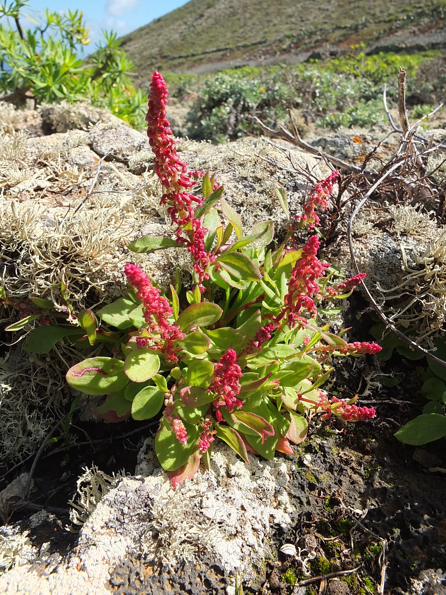 Rumex bucephalophorus