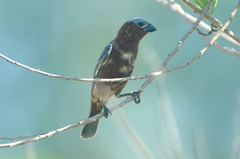 Sporophila cinnamomea