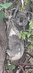 Phascolarctos cinereus cinereus