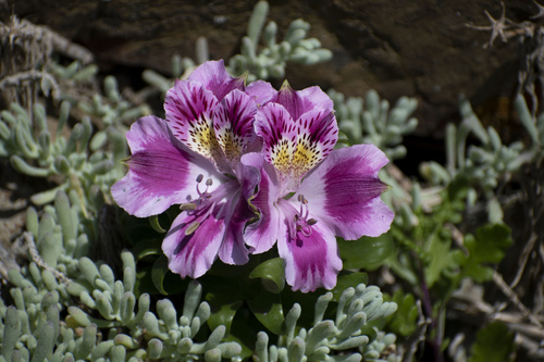 Alstroemeria pelegrina (Alstroemeria pelegrina)
