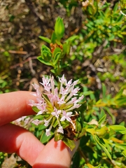 Pimelea calcicola