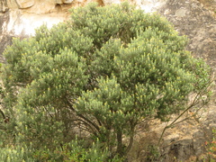 Linochilus rosmarinifolius