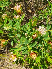 Pimelea calcicola