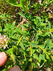 Pimelea calcicola