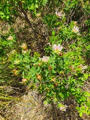 Pimelea calcicola