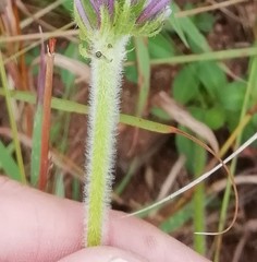 Pentanisia prunelloides