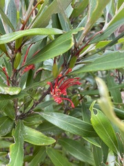Grevillea dimorpha