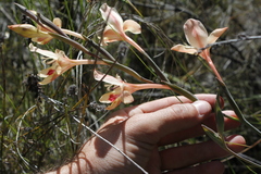 Gladiolus angustus
