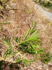 Acanthocarpus preissii