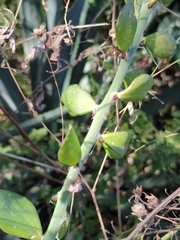 Pereskiopsis diguetii
