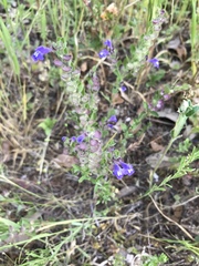 Scutellaria drummondii
