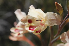 Gladiolus angustus