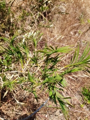 Acanthocarpus preissii