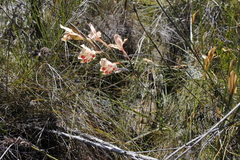 Gladiolus angustus