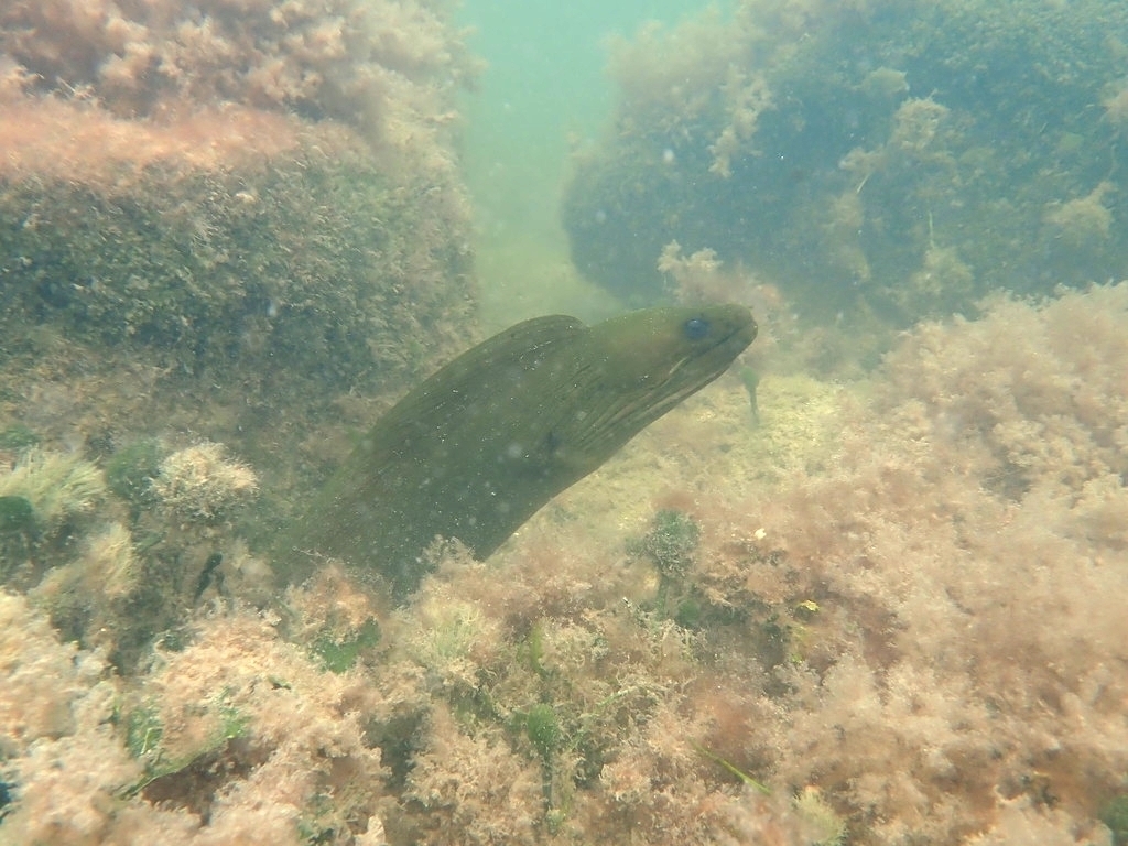 Photo of Green moray (Gymnothorax funebris)