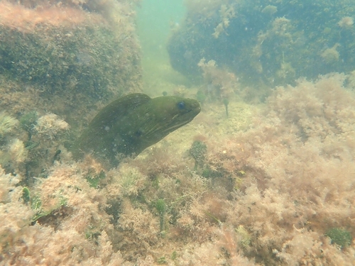 Photo of Green moray (Gymnothorax funebris)