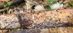 Pterulicium xylogenum